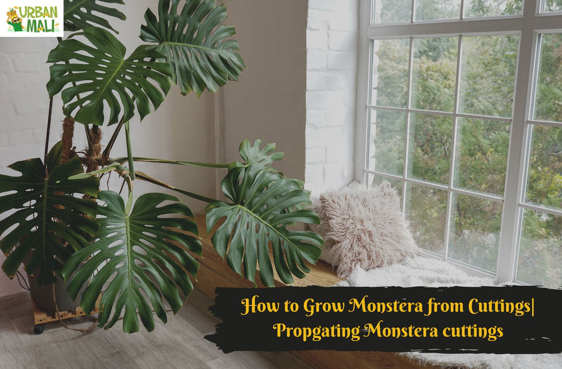 How to Grow Monstera from Cuttings| Propgating Monstera cuttings