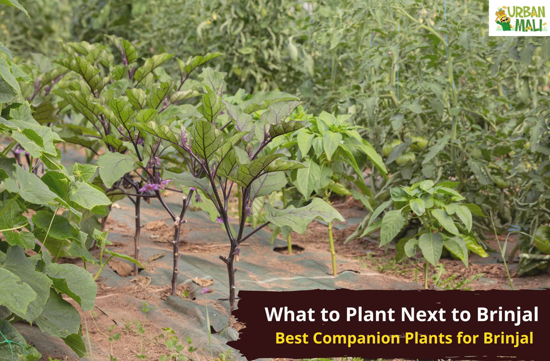 What to Plant Next to Brinjal | Best Companion Plants for Brinjal