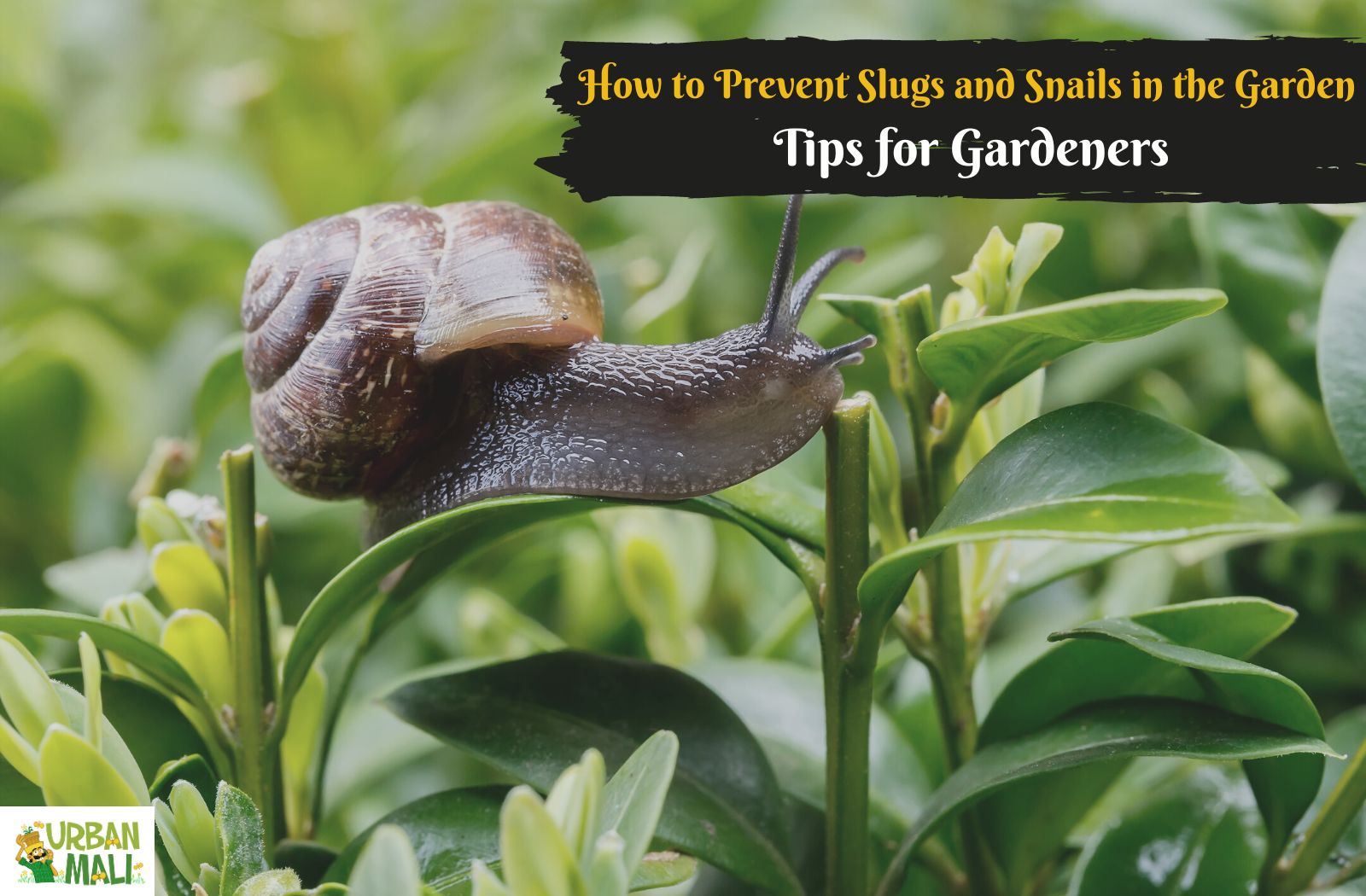 How To Prevent Slugs And Snails In The