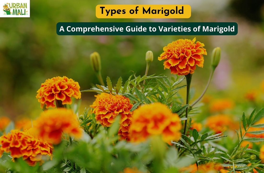 Types of Marigold: A Comprehensive Guide to Varieties of Marigold