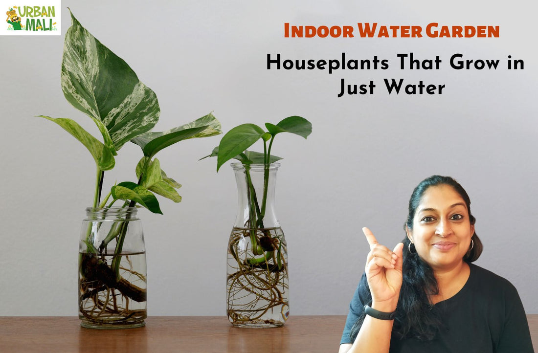 Indoor plants that can grow in water