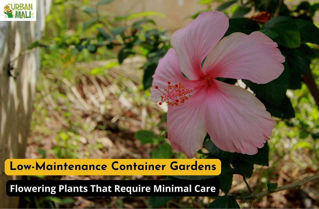Low-Maintenance Container Gardens: flowering Plants That Require Minimal Care