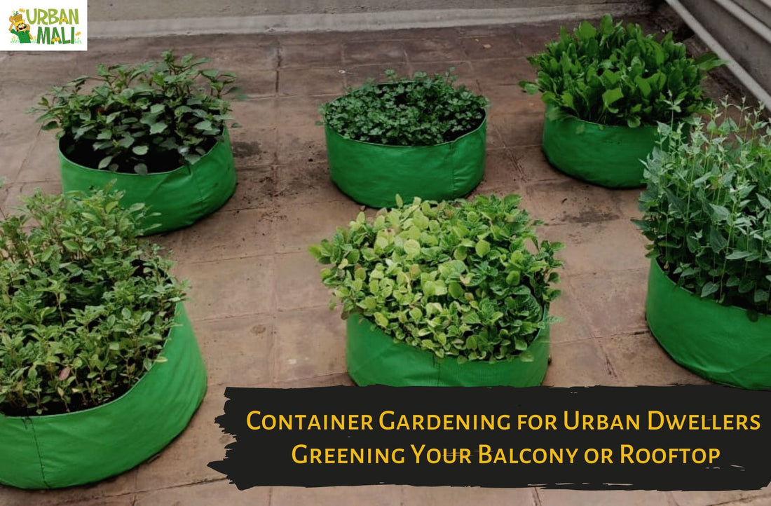 Container Gardening for Urban Dwellers: Greening Your Balcony or Rooftop