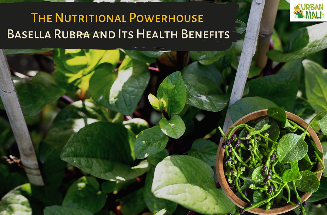 The Nutritional Powerhouse: Basella Rubra and Its Health Benefits