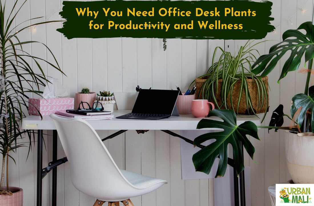 Why You Need Office Desk Plants for Productivity and Wellness
