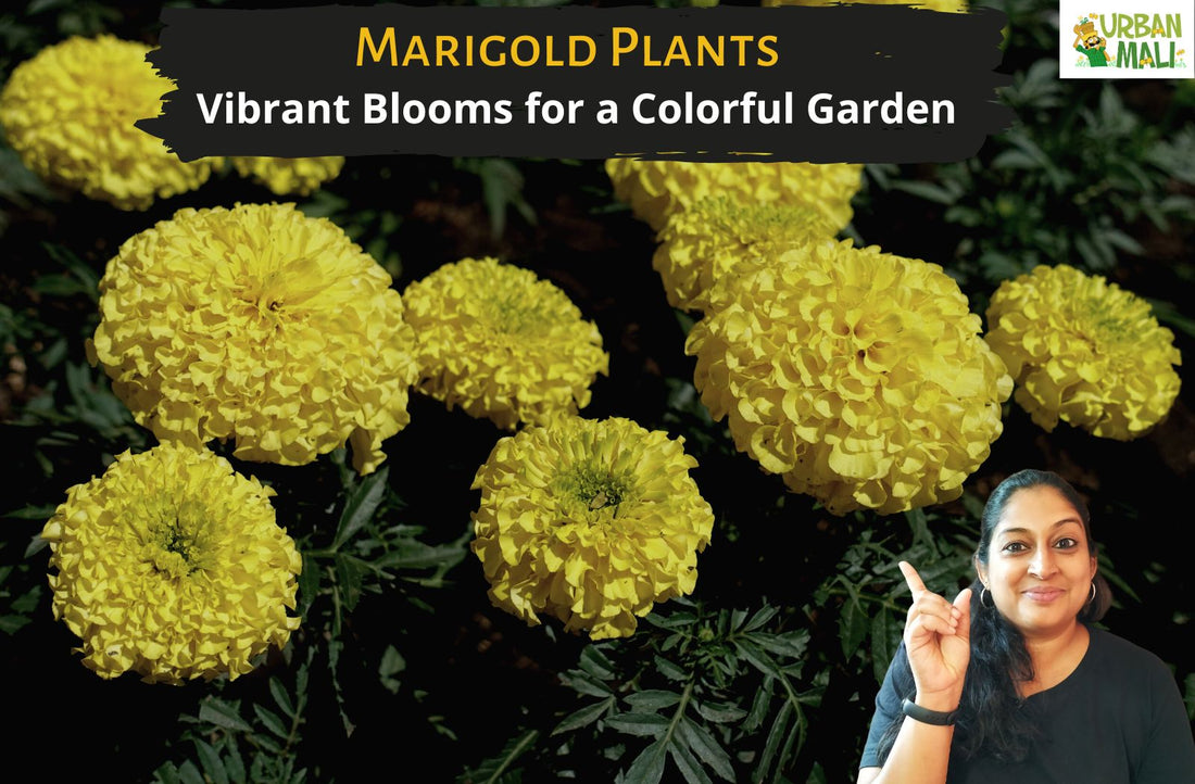 Marigold Plants: Vibrant Blooms for a Colorful Garden