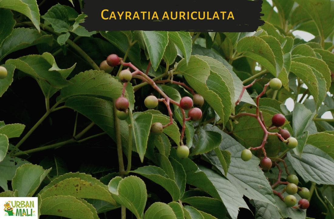 Cayratia auriculata