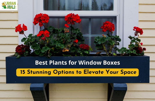 Best Plants for Window Boxes: 15 Stunning Options to Elevate Your Space