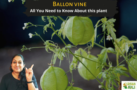 Ballon vine - All You Need to Know About this plant