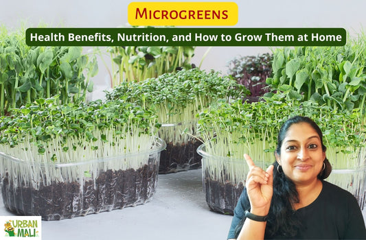 Microgreens: Health Benefits, Nutrition, and How to Grow Them at Home