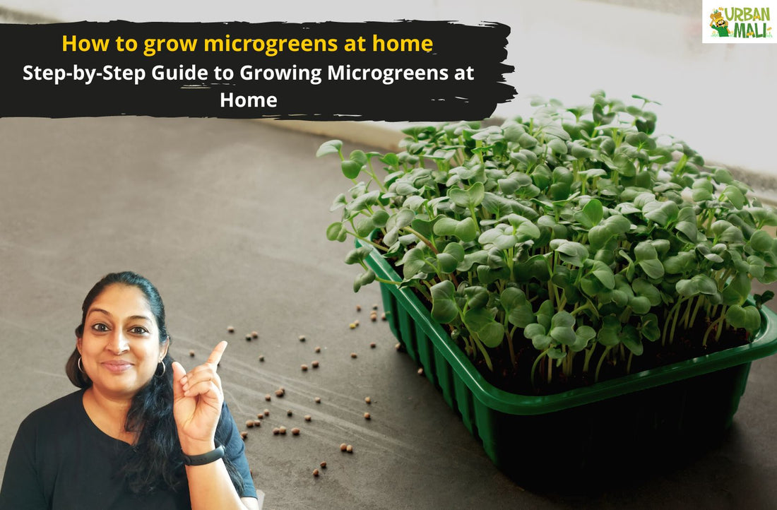 How to grow microgreens at home| Step-by-Step Guide to Growing Microgreens at Home