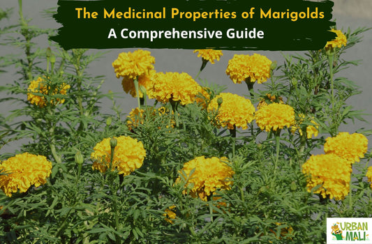 The Medicinal Properties of Marigolds: A Comprehensive Guide