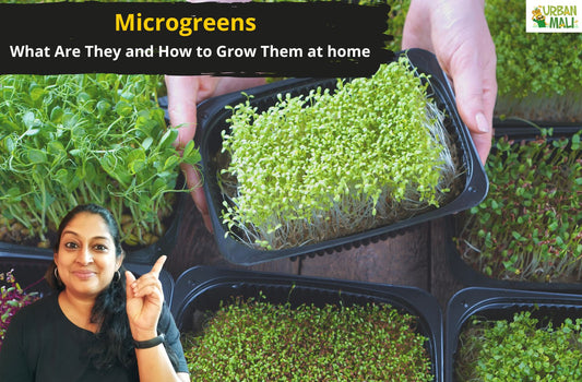 Microgreens: What Are They and How to Grow Them at home