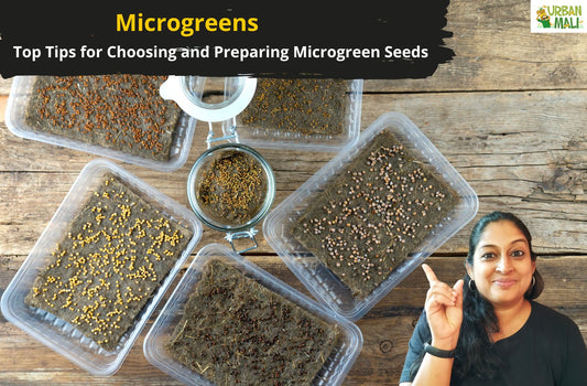 Microgreen Seeds - Top Tips for Choosing and Preparing Microgreen Seeds