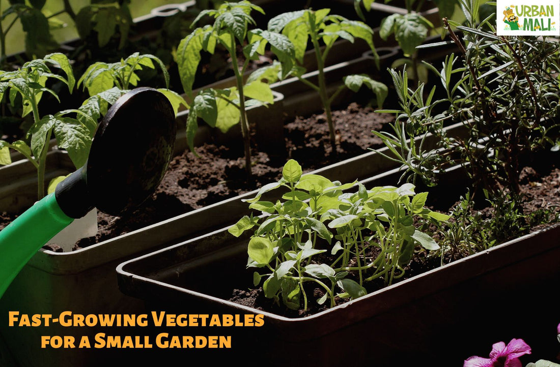 Fast-Growing Vegetables for a Small Garden