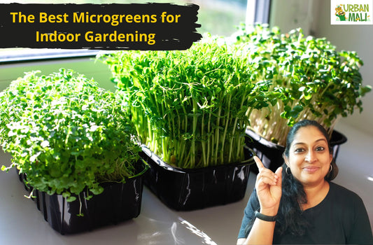 The Best Microgreens for Indoor Gardening