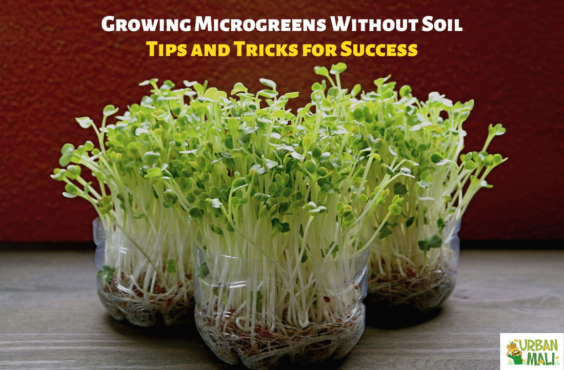Growing Microgreens Without Soil: Tips and Tricks for Success