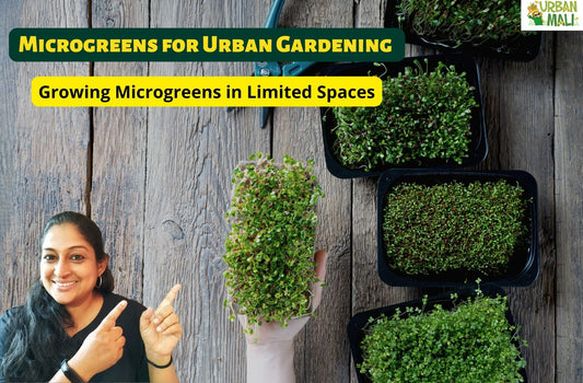 Microgreens for Urban Gardening: Growing Microgreens in Limited Spaces