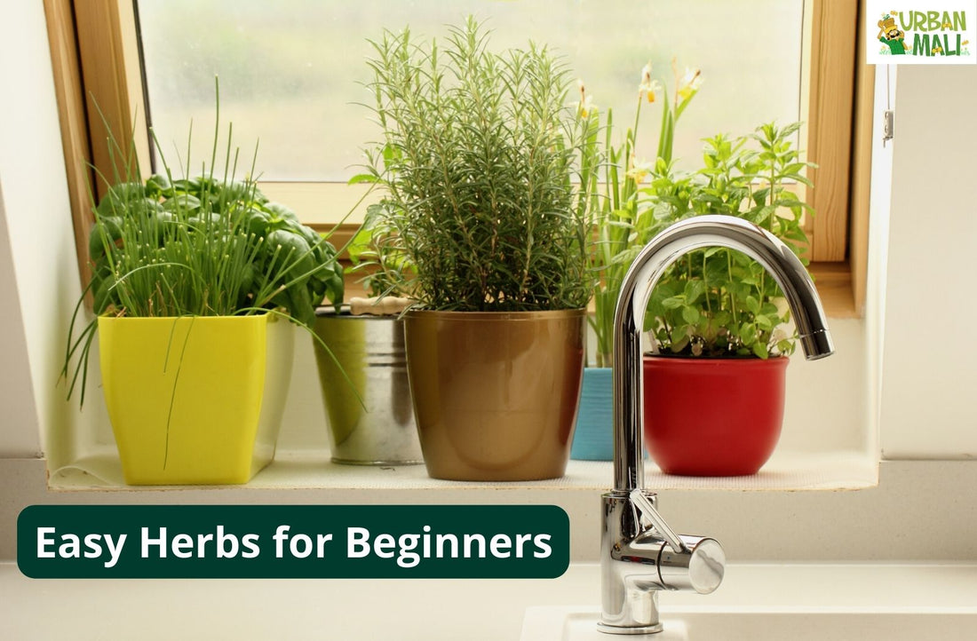 Easy Herbs for Beginners: Start Your Herb Garden Today