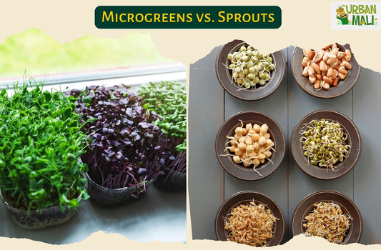 Microgreens vs. Sprouts: Understanding the Difference