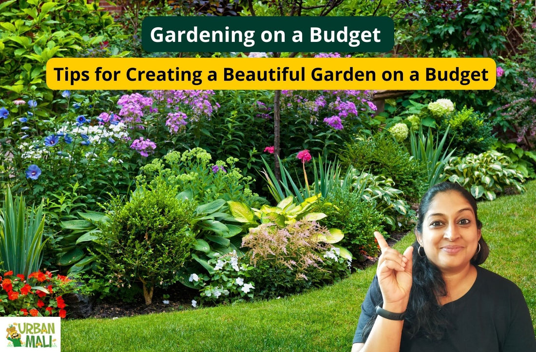 Gardening on a Budget: Tips for Creating a Beautiful Garden on a Budget