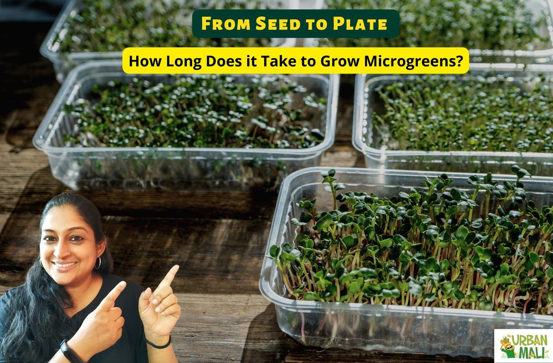 From Seed to Plate: How Long Does it Take to Grow Microgreens?