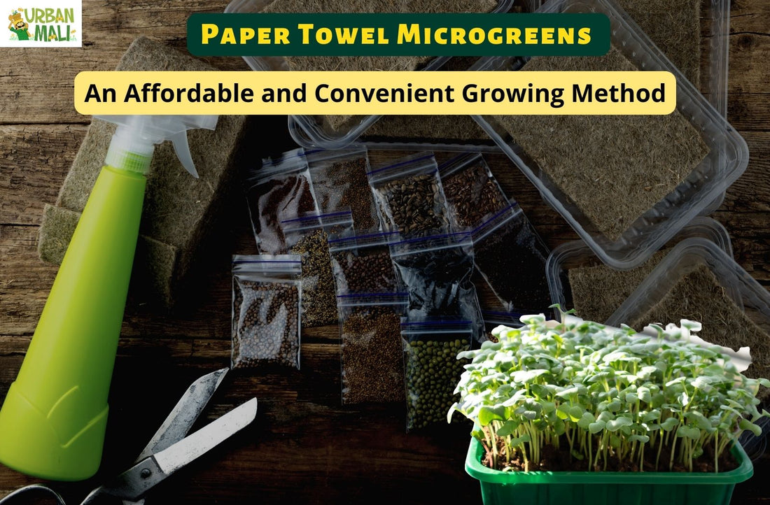 Paper Towel Microgreens: An Affordable and Convenient Growing Method