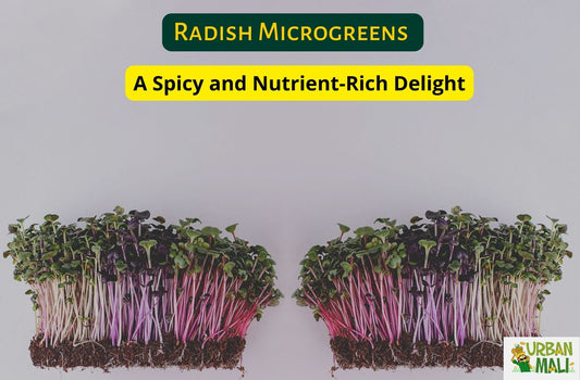 Radish Microgreens: A Spicy and Nutrient-Rich Delight