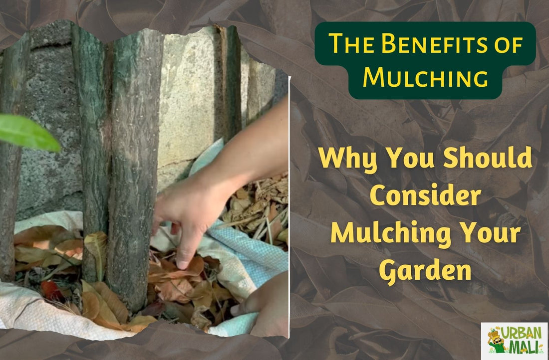 The Benefits of Mulching: Why You Should Consider Mulching Your Garden