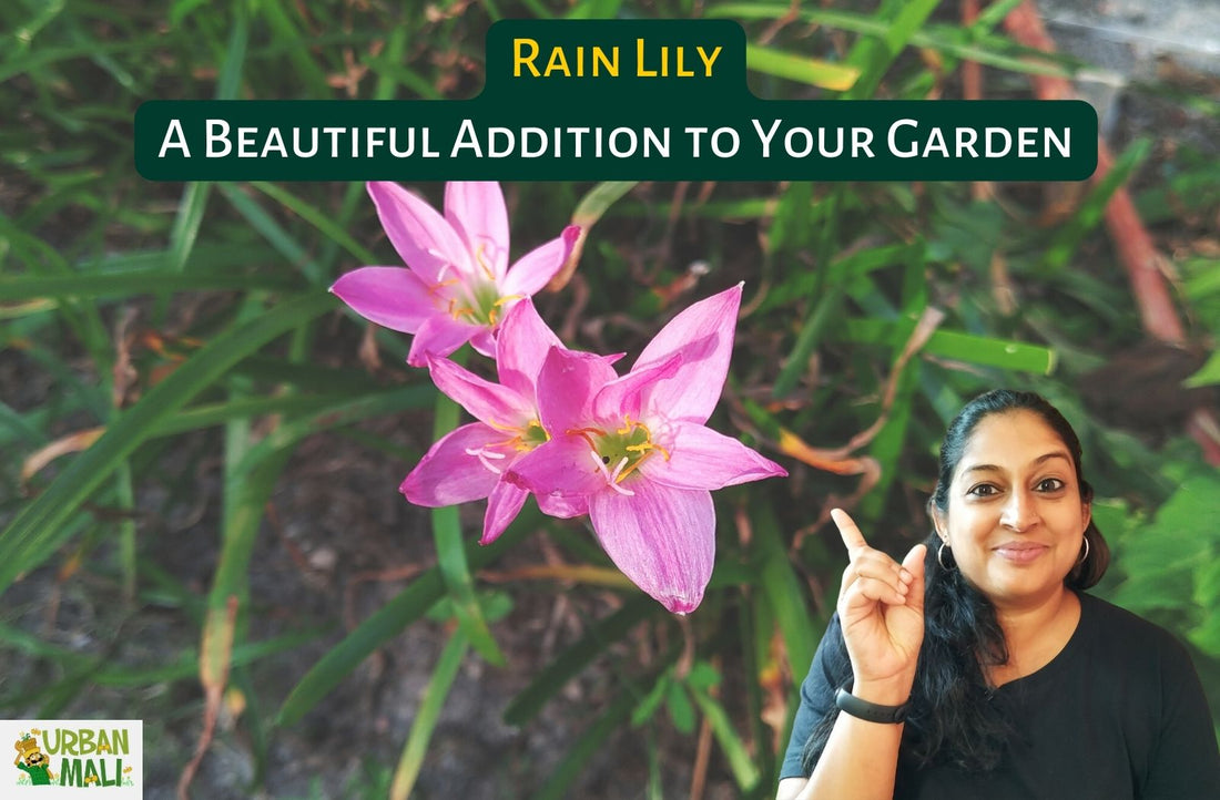Rain Lily: A Beautiful Addition to Your Garden