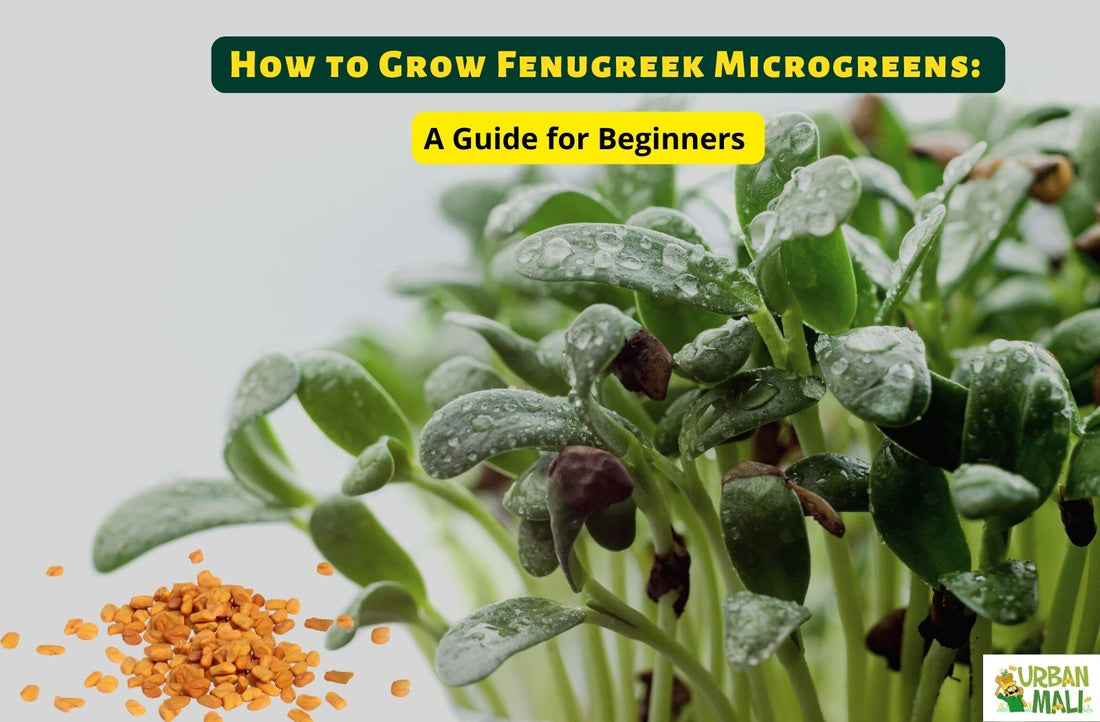 How to Grow Fenugreek Microgreens: A Step-by-Step Guide for Beginners