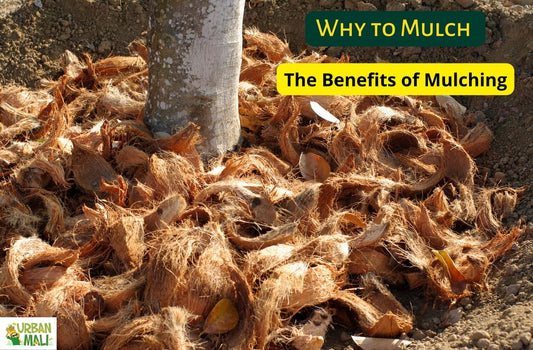 Why to Mulch: The Benefits of Mulching