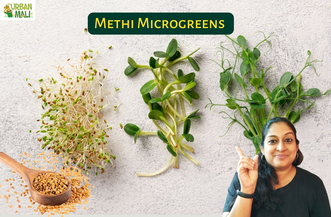 Methi Microgreens