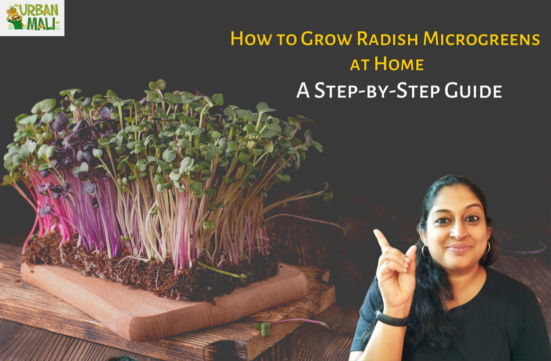 How to Grow Radish Microgreens at Home: A Step-by-Step Guide