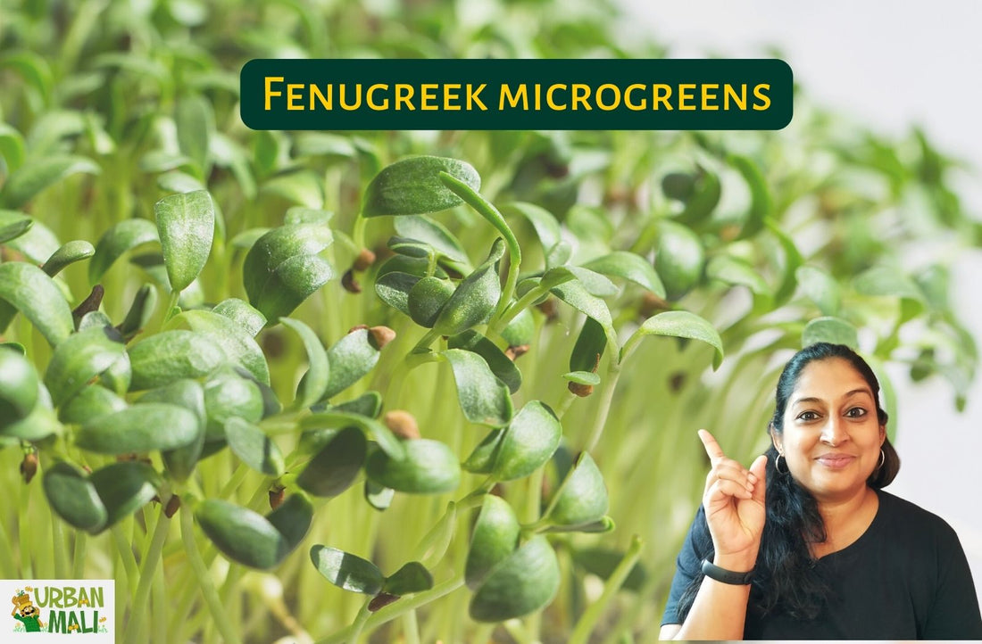 Fenugreek microgreens: Nutritional and health benefits