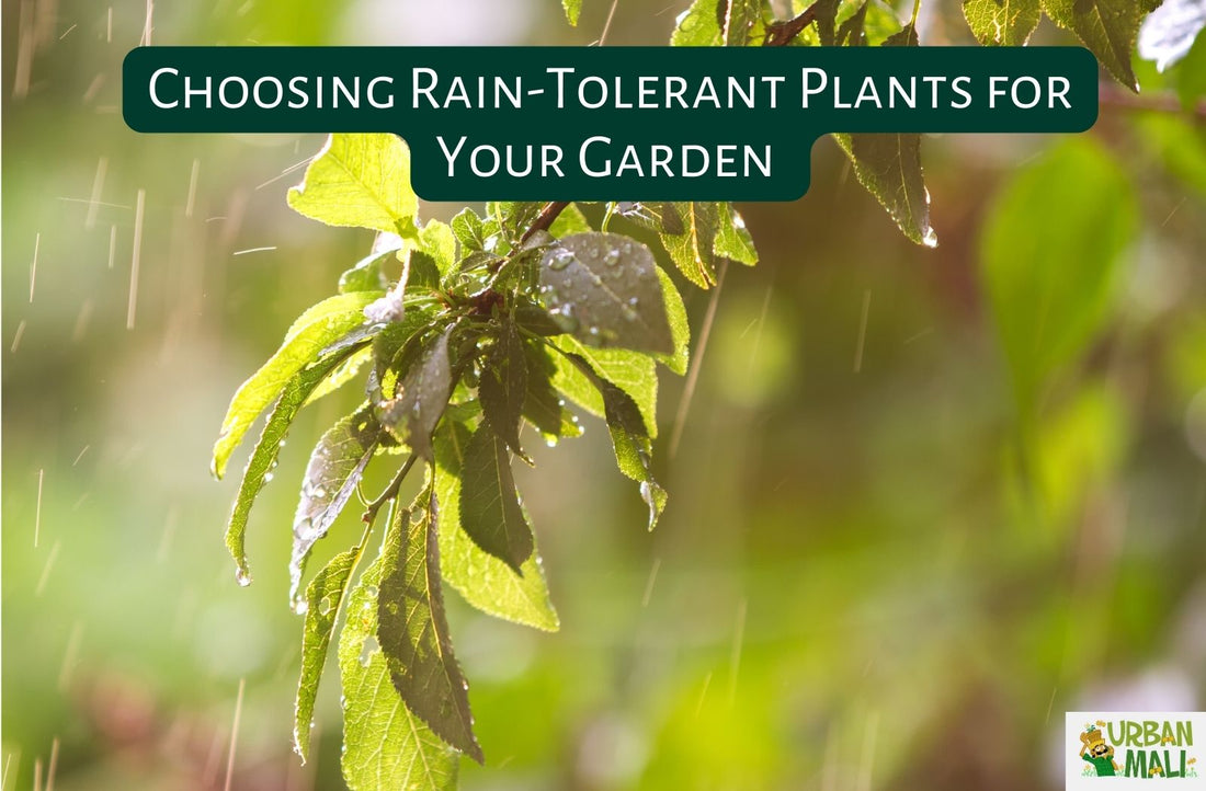 Choosing Rain-Tolerant Plants for Your Garden: Thriving in the Rainy Season