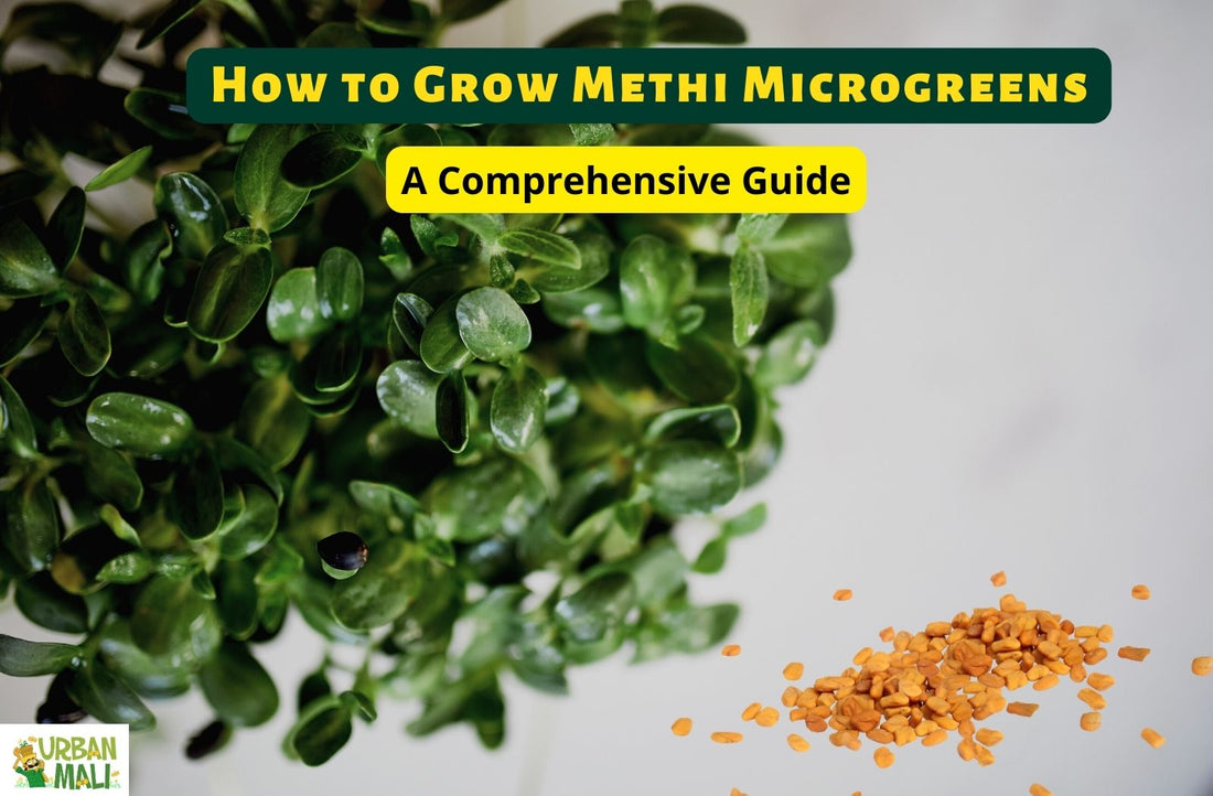How to Grow Methi Microgreens: A Comprehensive Guide