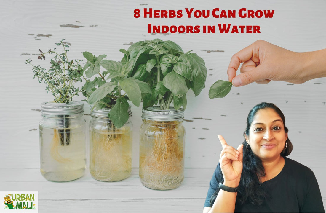 8 Herbs You Can Grow Indoors in Water