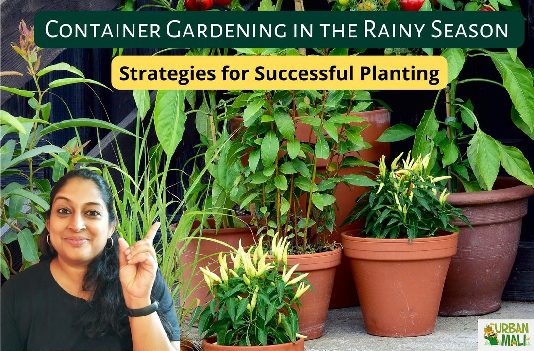 Container Gardening in the Rainy Season: Strategies for Successful Planting