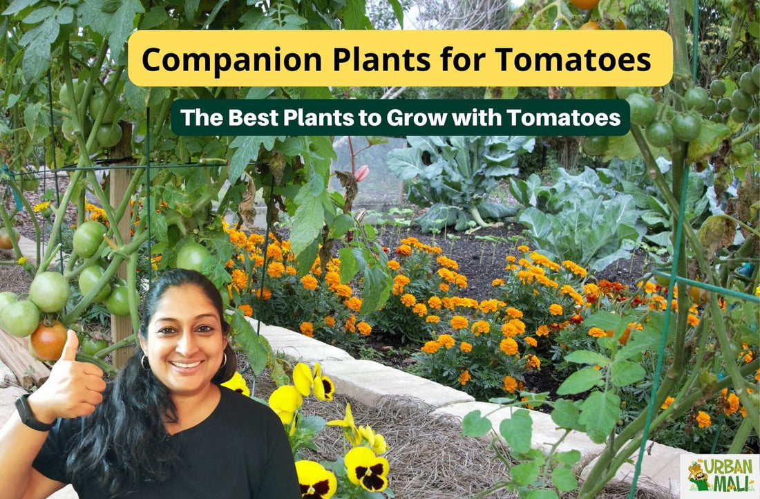 Companion Plants for Tomatoes: The Best Plants to Grow with Tomatoes