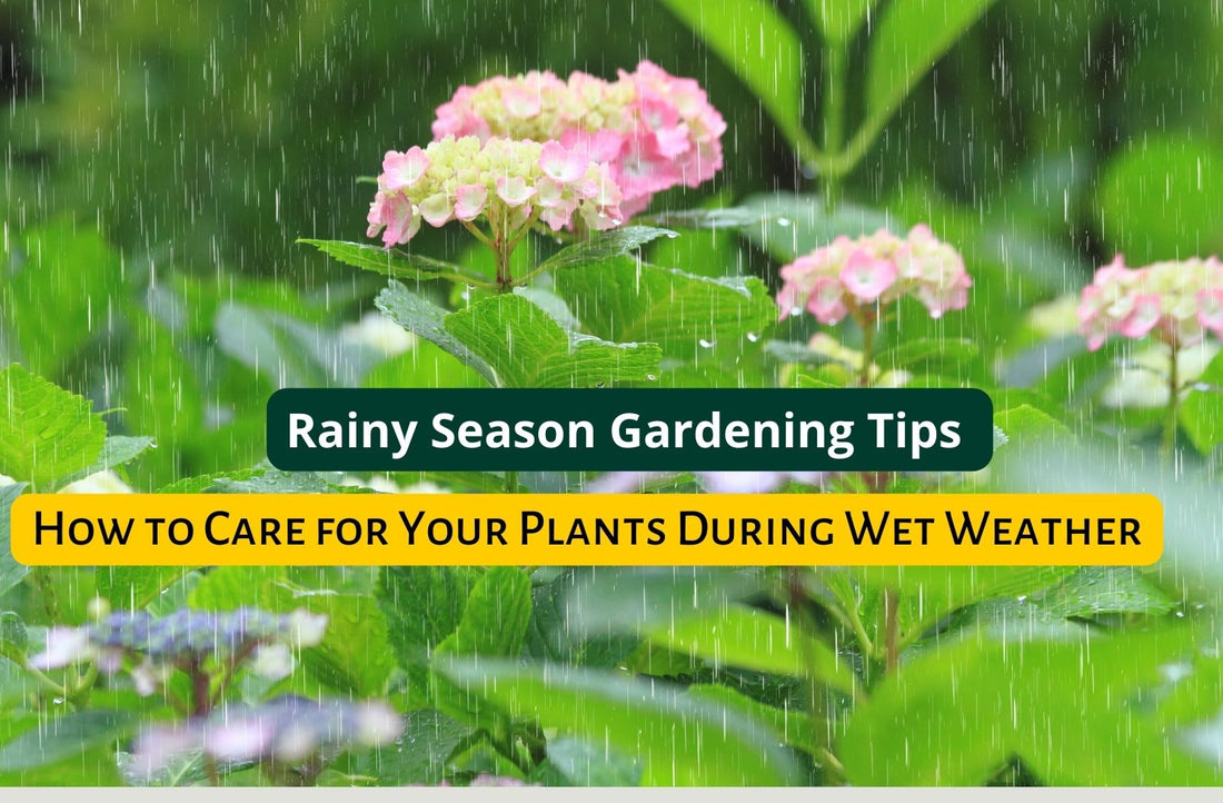 Rainy Season Gardening Tips: How to Care for Your Plants During Wet Weather