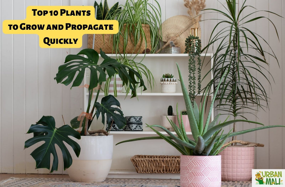Fast Multiplying Indoor Plants: Top 10 Plants to Grow and Propagate Quickly
