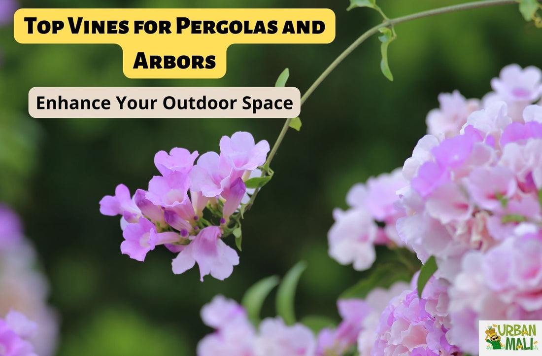 Top Vines for Pergolas and Arbors: Enhance Your Outdoor Space