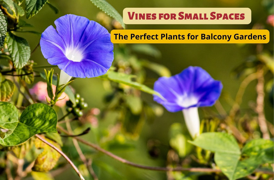 Vines for Small Spaces: The Perfect Plants for Balcony Gardens