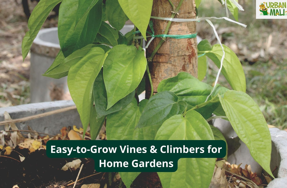 Easy-to-Grow Vines & Climbers for Home Gardens