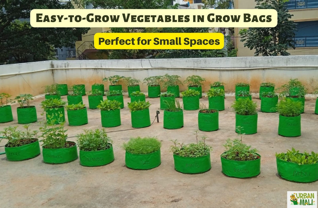 Easy-to-Grow Vegetables in Grow Bags: Perfect for Small Spaces