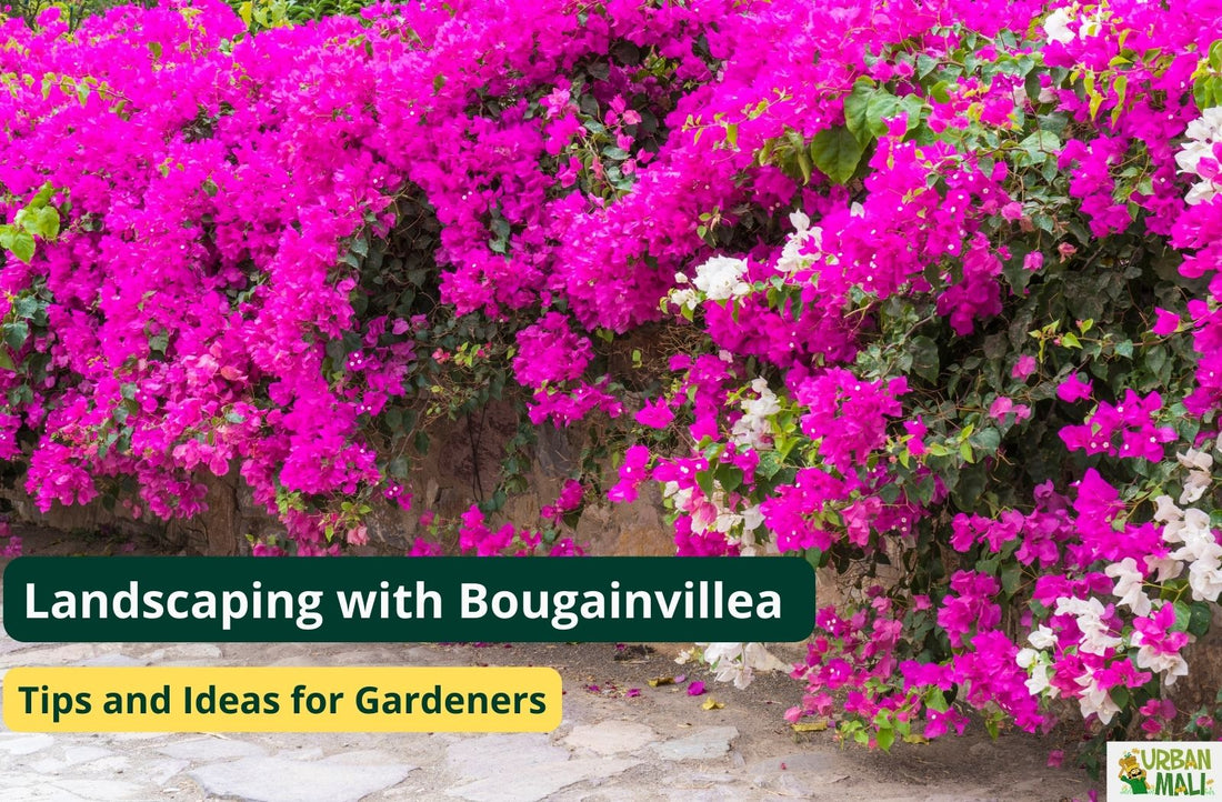 Landscaping with Bougainvillea: Tips and Ideas for Gardeners