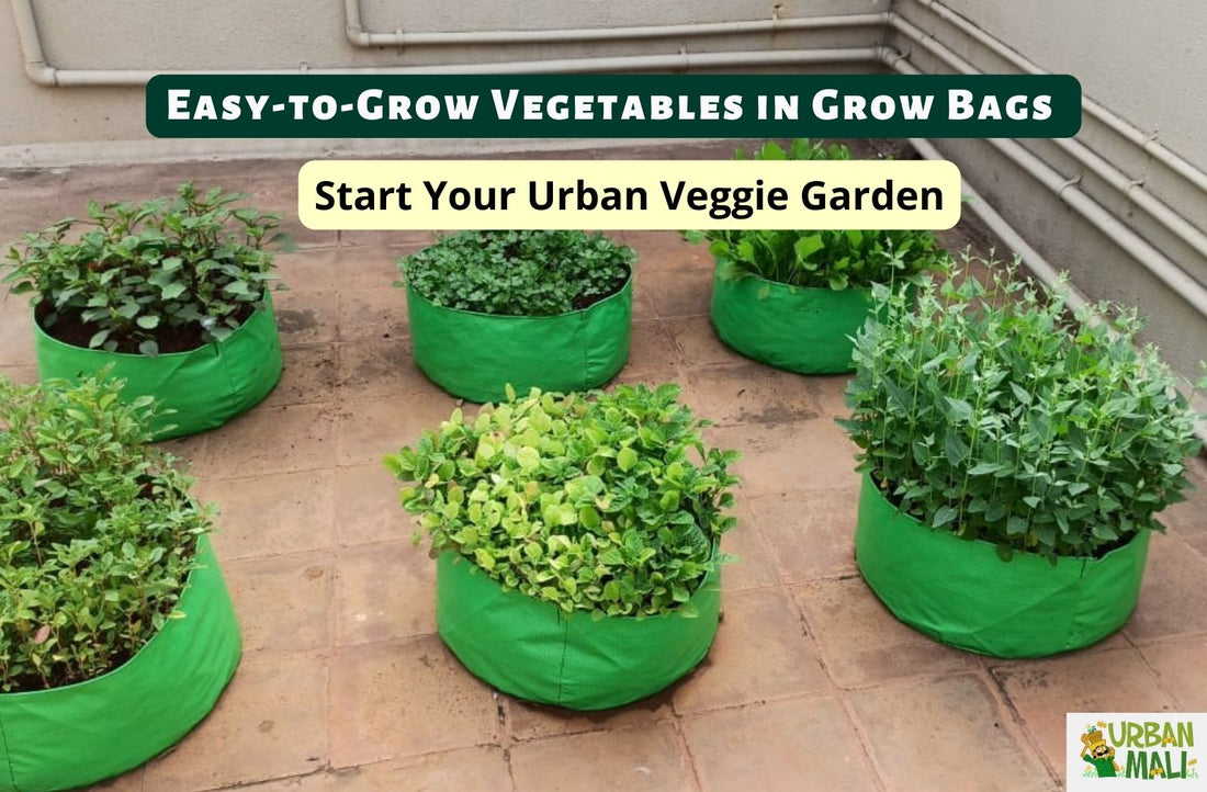 Easy-to-Grow Vegetables in Grow Bags: Start Your Urban Veggie Garden