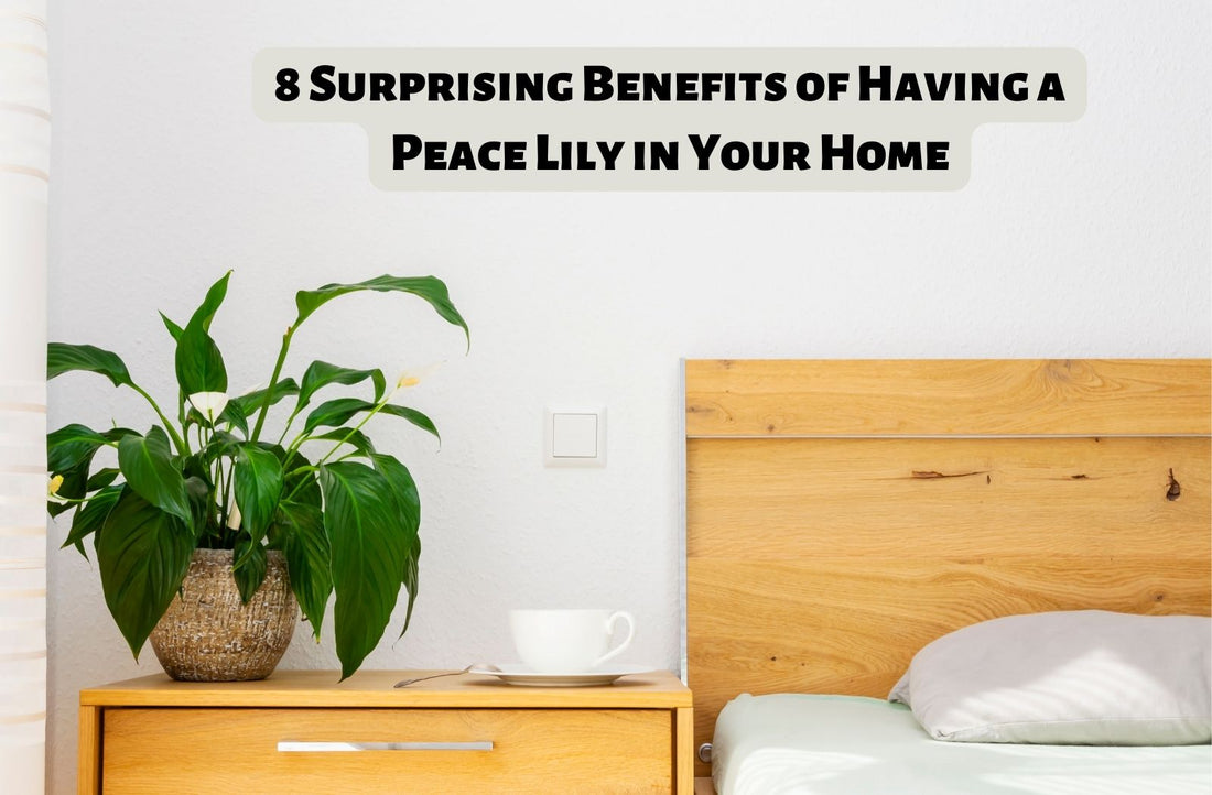 8 Surprising Benefits of Having a Peace Lily in Your Home