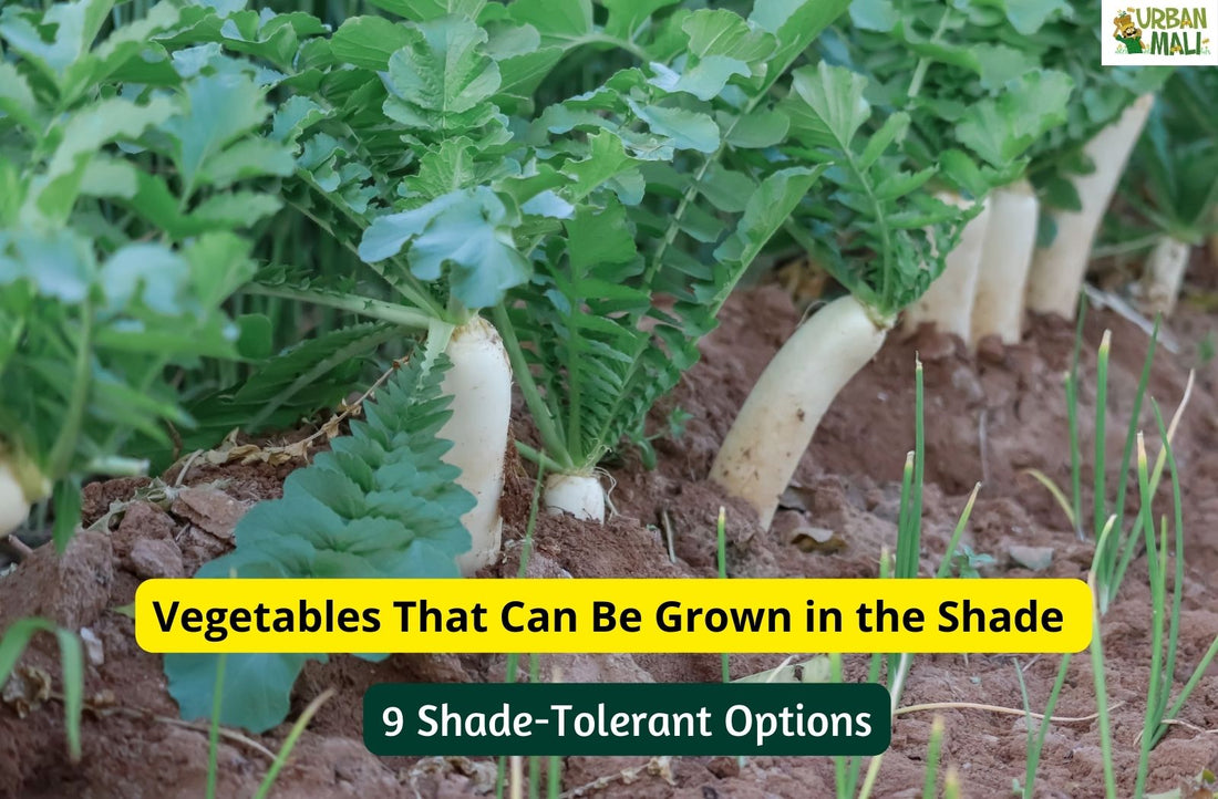 Vegetables That Can Be Grown in the Shade: 9 Shade-Tolerant Options